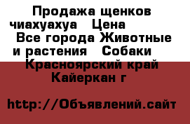 Продажа щенков чиахуахуа › Цена ­ 12 000 - Все города Животные и растения » Собаки   . Красноярский край,Кайеркан г.
